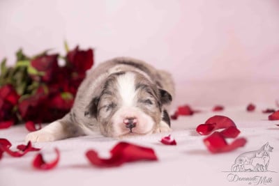 Les chiots de Berger Américain Miniature 
