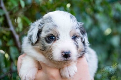Les chiots de Berger Américain Miniature 