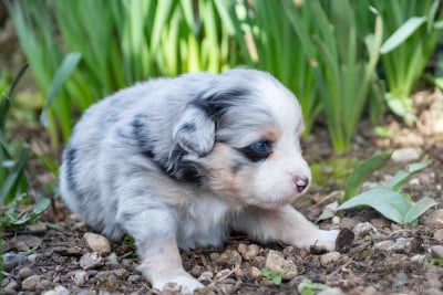 Les chiots de Berger Américain Miniature 