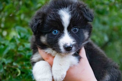 Les chiots de Berger Américain Miniature 