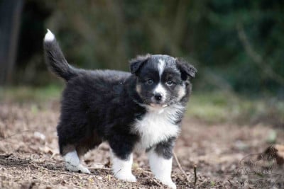 Les chiots de Berger Américain Miniature 