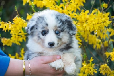 Les chiots de Berger Américain Miniature