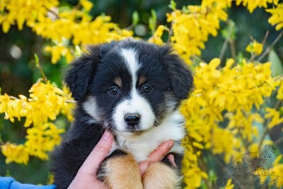 Les chiots de Berger Américain Miniature