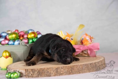 Les chiots de Berger Allemand Poil Long