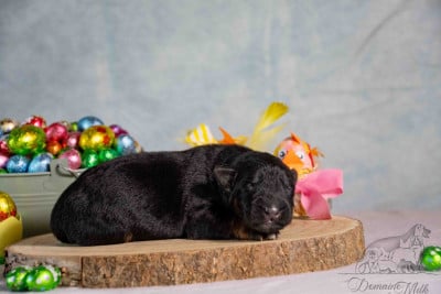 Les chiots de Berger Allemand Poil Long