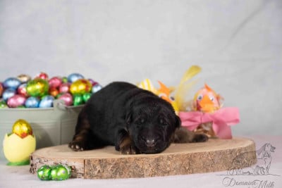 Les chiots de Berger Allemand Poil Long