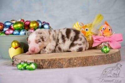 Les chiots de Berger Américain Miniature 