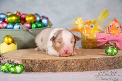 Les chiots de Berger Américain Miniature 