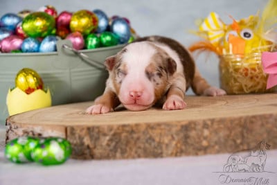 Les chiots de Berger Américain Miniature 