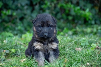 Les chiots de Berger Allemand Poil Long