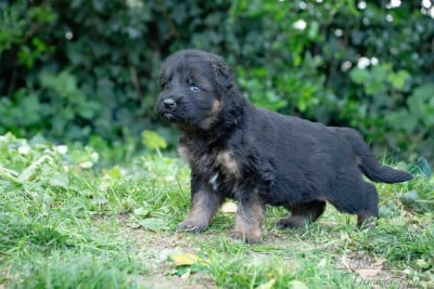 Les chiots de Berger Allemand Poil Long