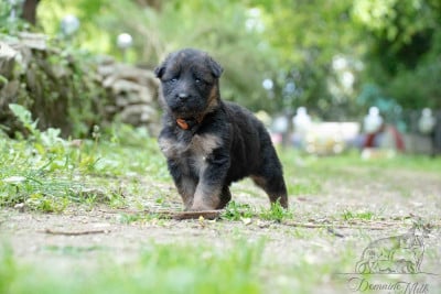 Les chiots de Berger Allemand Poil Long
