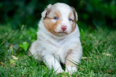 Les chiots de Berger Américain Miniature 