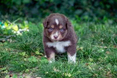 Les chiots de Berger Américain Miniature 
