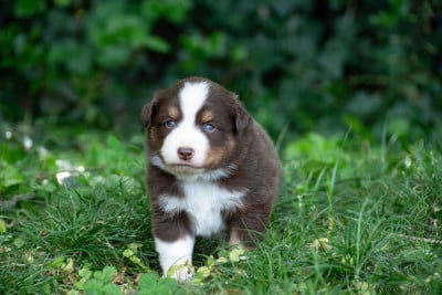 Les chiots de Berger Américain Miniature 