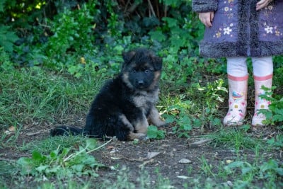 Les chiots de Berger Allemand Poil Long