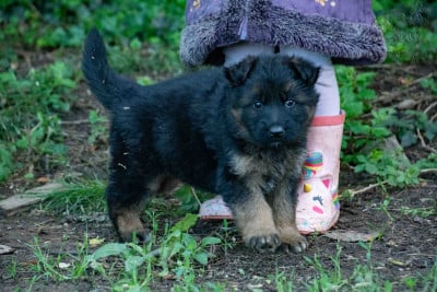 Les chiots de Berger Allemand Poil Long