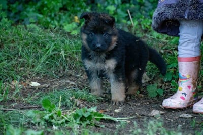 Les chiots de Berger Allemand Poil Long