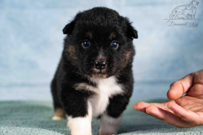 Les chiots de Berger Américain Miniature