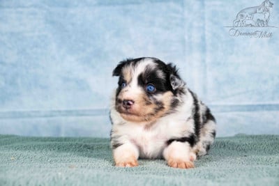Les chiots de Berger Américain Miniature
