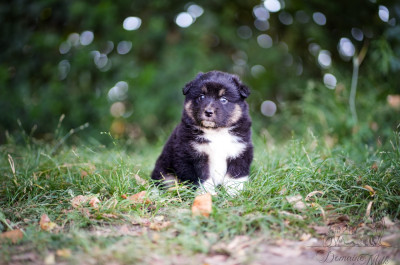Les chiots de Berger Américain Miniature 