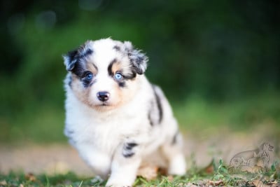 Les chiots de Berger Américain Miniature 
