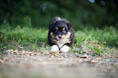 Les chiots de Berger Américain Miniature 