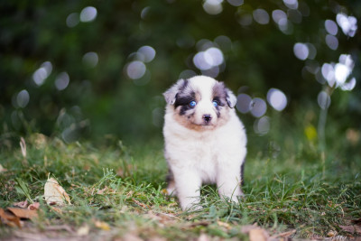 Les chiots de Berger Américain Miniature 