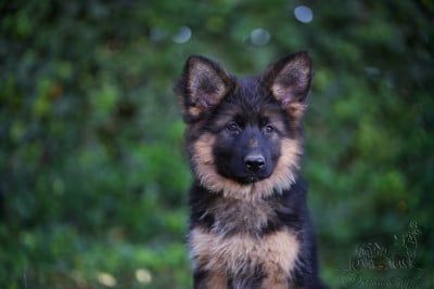 Les chiots de Berger Allemand Poil Long