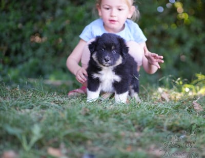 Les chiots de Berger Américain Miniature 