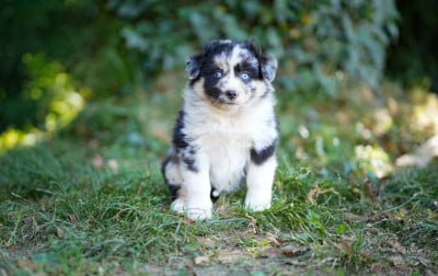 Les chiots de Berger Américain Miniature 