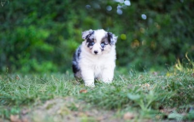Les chiots de Berger Américain Miniature 