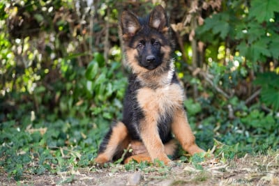 Les chiots de Berger Allemand Poil Long