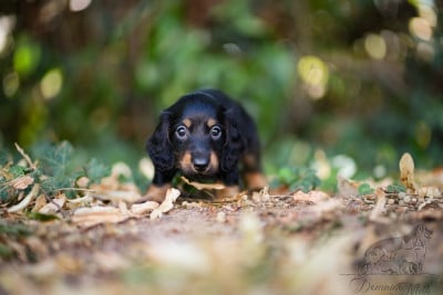 Les chiots de Teckel poil long