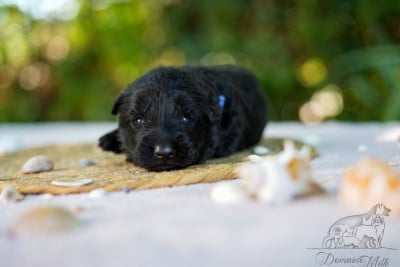 Les chiots de Berger Allemand Poil Long