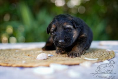 Les chiots de Berger Allemand Poil Long