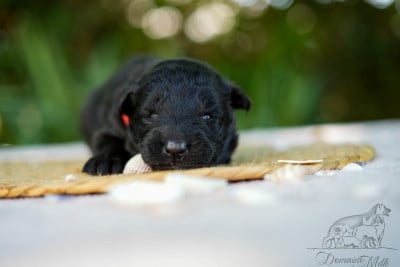 Les chiots de Berger Allemand Poil Long