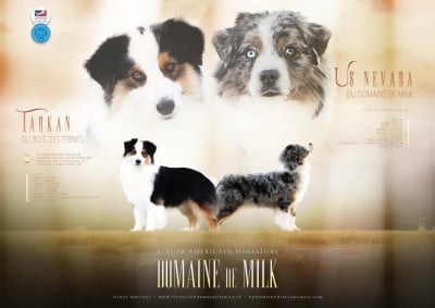 Les chiots de Berger Américain Miniature 
