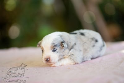 Les chiots de Berger Américain Miniature 