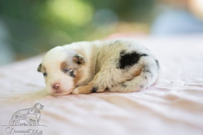 Les chiots de Berger Américain Miniature 