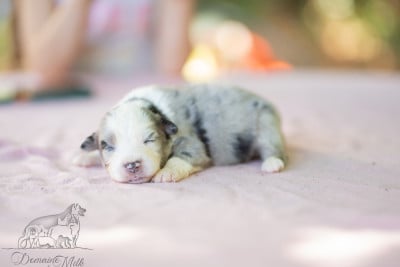 Les chiots de Berger Américain Miniature 