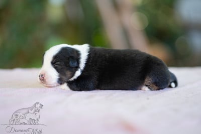 Les chiots de Berger Américain Miniature 
