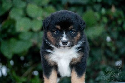 Les chiots de Berger Américain Miniature 