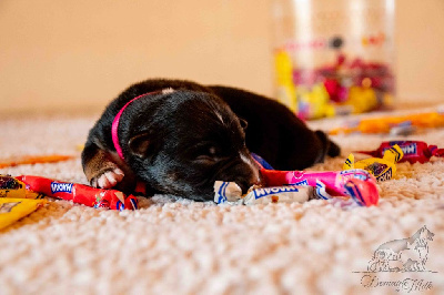 Les chiots de Berger Américain Miniature 