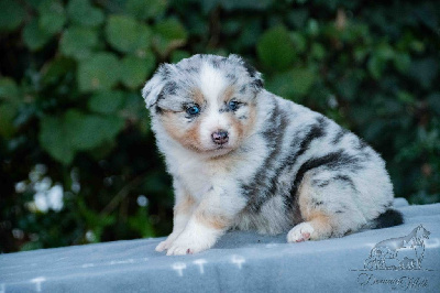 Les chiots de Berger Américain Miniature 