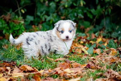 Les chiots de Berger Américain Miniature 