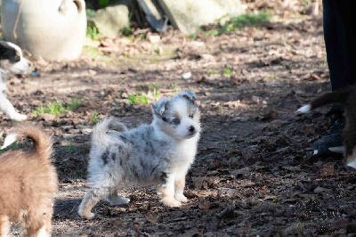 Les chiots de Berger Américain Miniature 