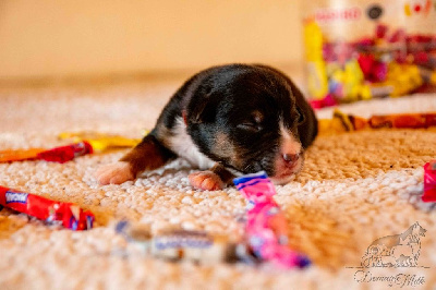 Les chiots de Berger Américain Miniature 