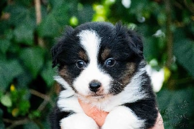 Les chiots de Berger Américain Miniature 