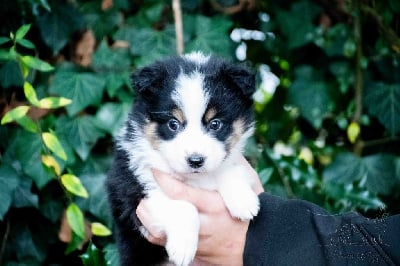 Les chiots de Berger Américain Miniature 